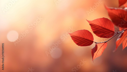 Beautiful autumn leaves on autumn red background sun