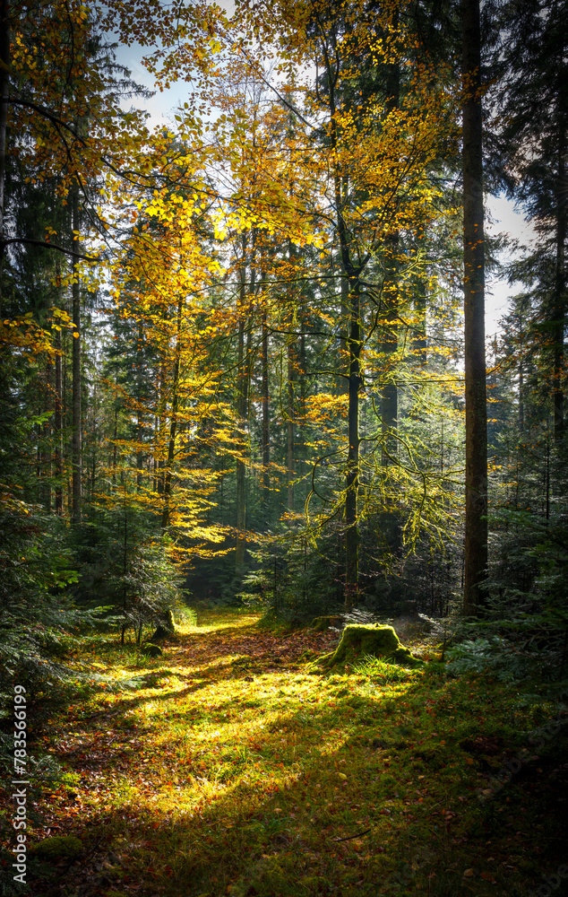 Obraz premium Sunlight filtering through forest trees, casting shades on the ground