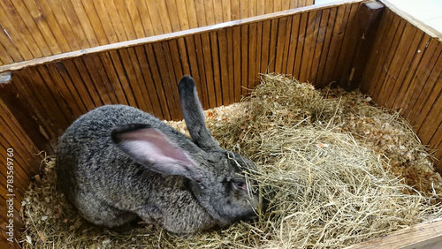 Large Grey Rabbit Foraging in a Straw-Filled Wooden Hutch
