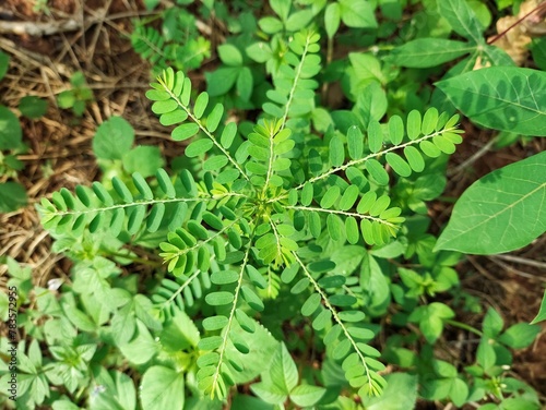 Green Meniran Leaves (Phyllantus Niruri) grow freely in nature photo