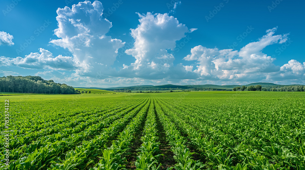 Panoramic view of Corn field plantation with blue sky background.