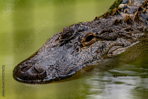 alligator closeup portrait