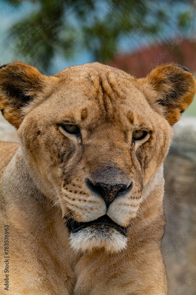 Lion Closeup Portrait