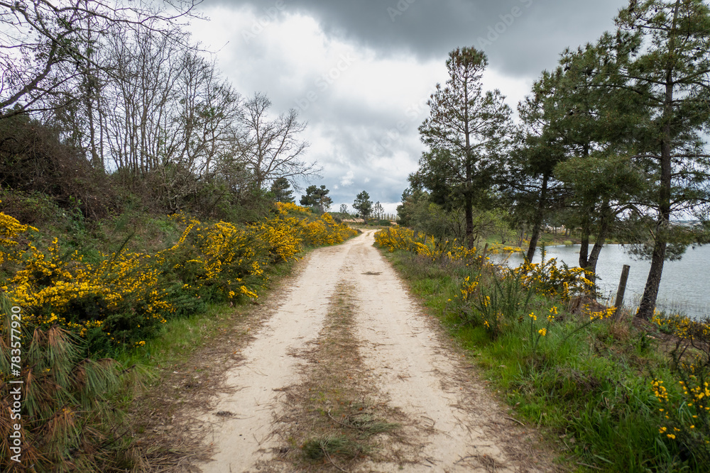 Explorando a natureza: Trilha entre arbustos e giestas num dia de primavera sob nuvens carregadas em Trás os Montes, Portugal
