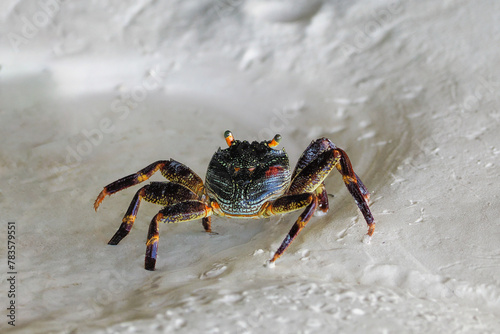 The palm crab (Birgus latro) belongs to the order of decapods (Decapoda). It has a wide cephalothorax and five pairs of legs, the first of which are pincers.. Zanzibar