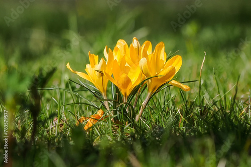 Spring, Saffron, crocus - a genus of plants from the Iridaceae family. It includes about 250 species.	