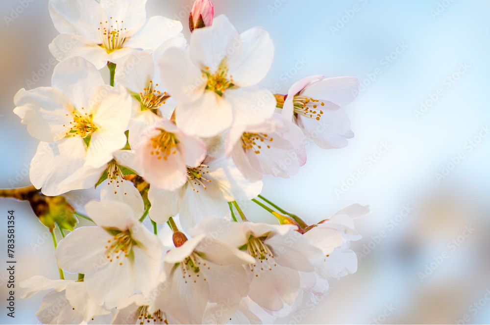 Fototapeta premium Beautiful sakura flower (cherry blossom) in spring. sakura tree flower on blue sky.