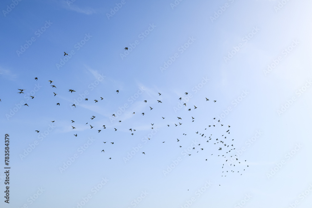 Birds flock pigeons flying sky nature naturalistic Birds flock pigeons flying sky nature naturalistic
