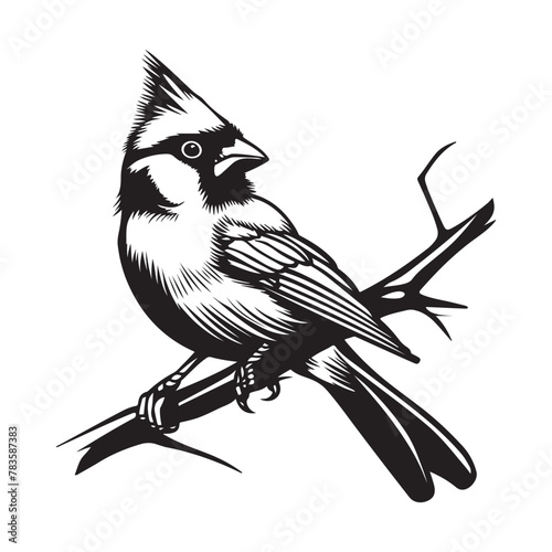 Cardinal bird on branch Stock Vector, bird on a branch Isolated on white background photo