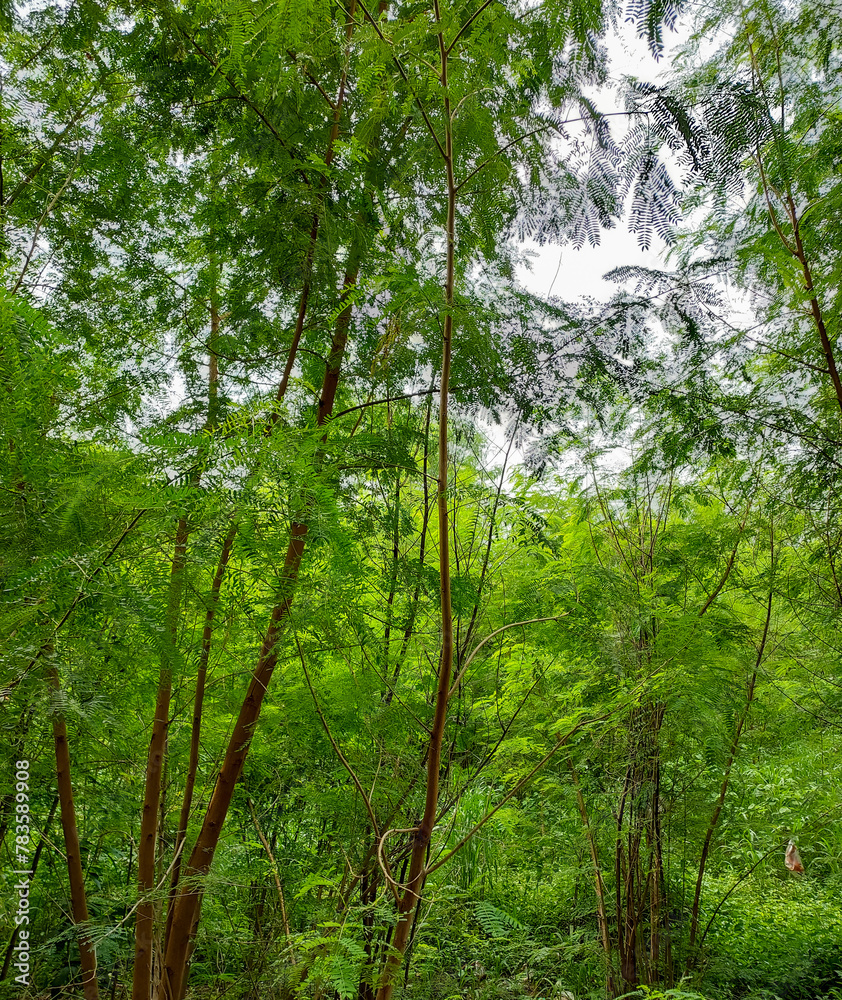 green forest in the morning, plant growing in garden, nature photography, natural gardening background, greenery wallpaper green forest in the morning, plant growing in garden, nature photography, natural gardening background, greenery wallpaper
