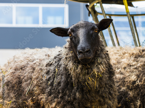 Black Sheep Standing Next to Pile of Hay