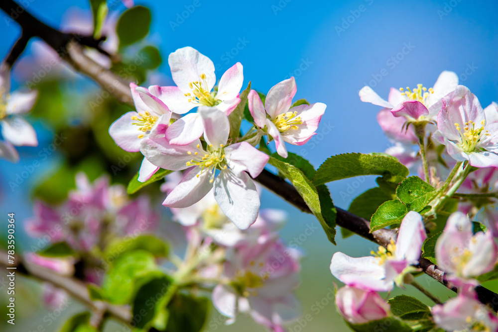 Obraz premium appletree blossom branch in the garden in spring 