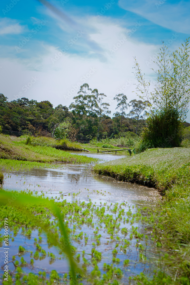 small stream with green agriculture and grass