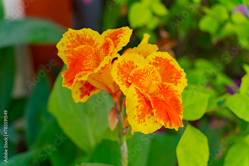 A tropical flower.
A sunny bright day. South Vietnam, near Nha Trang.