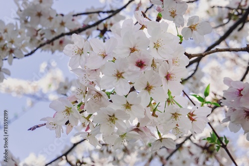 Japanese Cherry blossoms photo