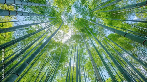 A forest of tall green bamboo trees with a clear blue sky above. The trees are so tall that they seem to reach the sky. Concept of peace and tranquility, as the tall trees provide a sense of shelter