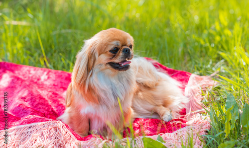 Nice golden light Pekingese dog at sunny garden, lifestyle of pets. Little doggo portrait