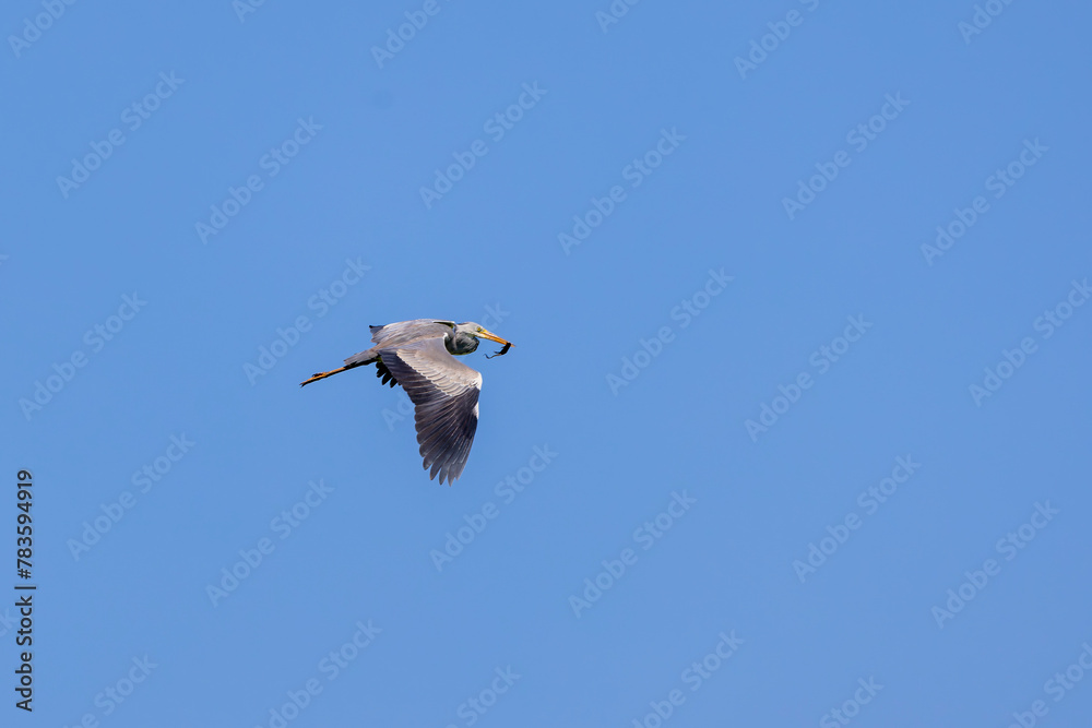 Obraz premium big water bird flying, Grey Heron, Ardea cinerea