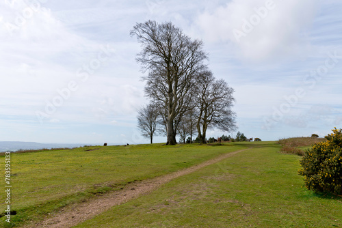 Wild ponies at the Seven Sisters copse on Cothelstone Hill, Quantock Hills, Somerset, England photo