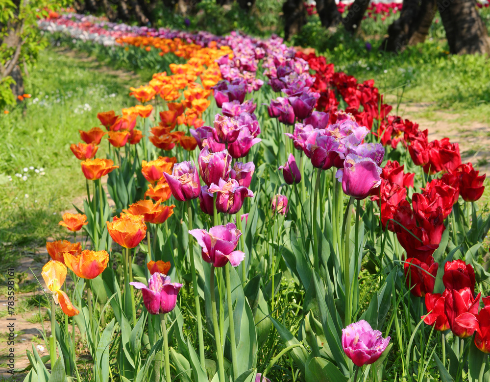flowered flowerbeds in spring with tulips flowers of varied colors for sale in the floriculture farm