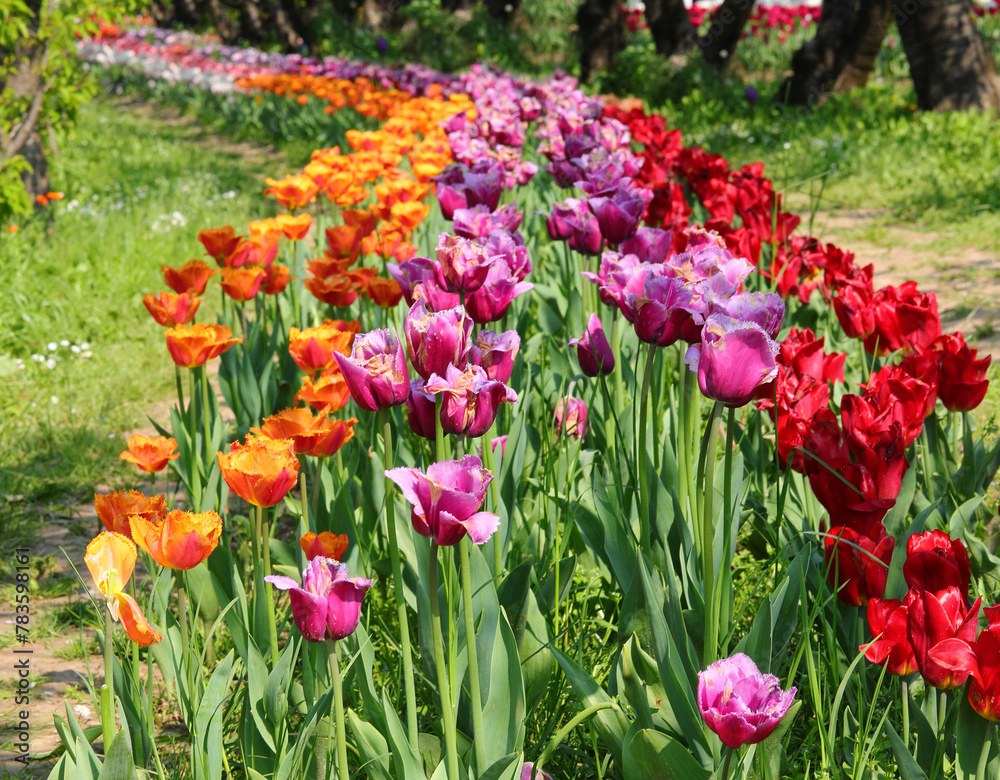 flowered flowerbeds in spring with tulips flowers of varied colors for sale in the floriculture farm flowered flowerbeds in spring with tulips flowers of varied colors for sale in the floriculture farm