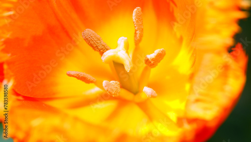 tulip flower detail with stamens pistil pollen with colorful petals to attract pollinating insects photo