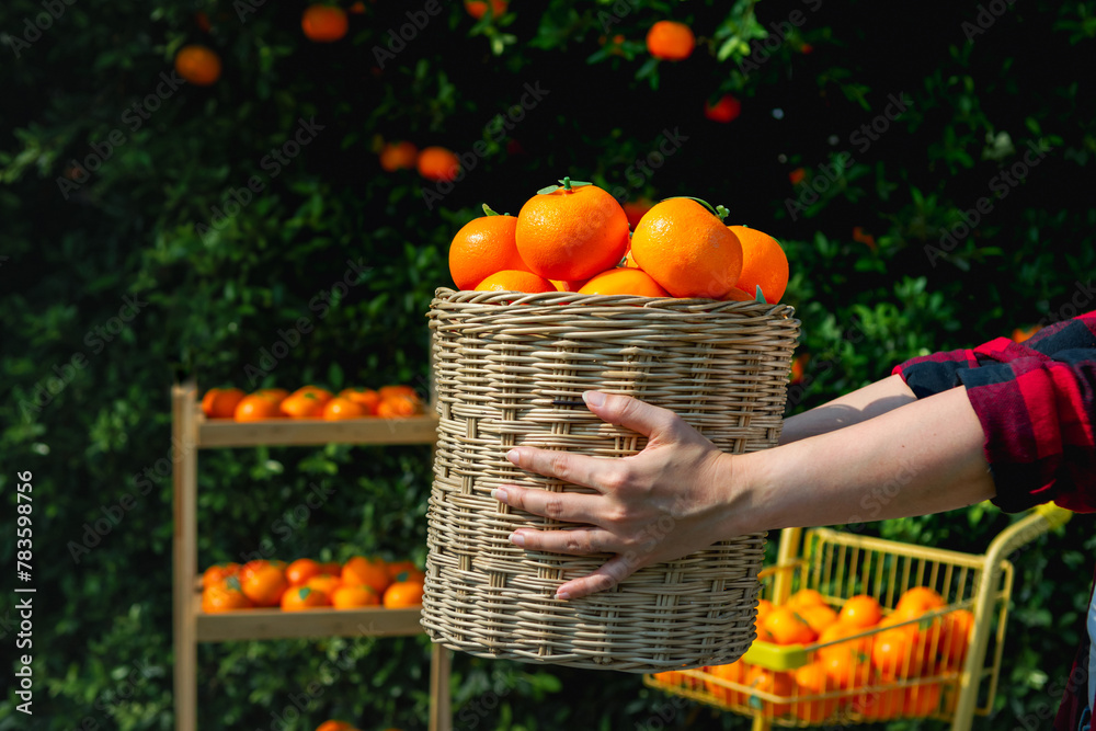 Fototapeta premium Gardener oranges fresh in mandarin orange plantation