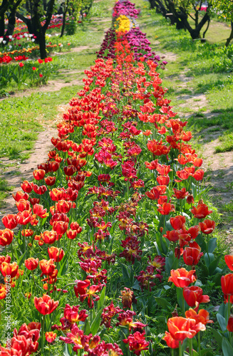 Fabulous blooming flowerbed with miles of tulips flowers