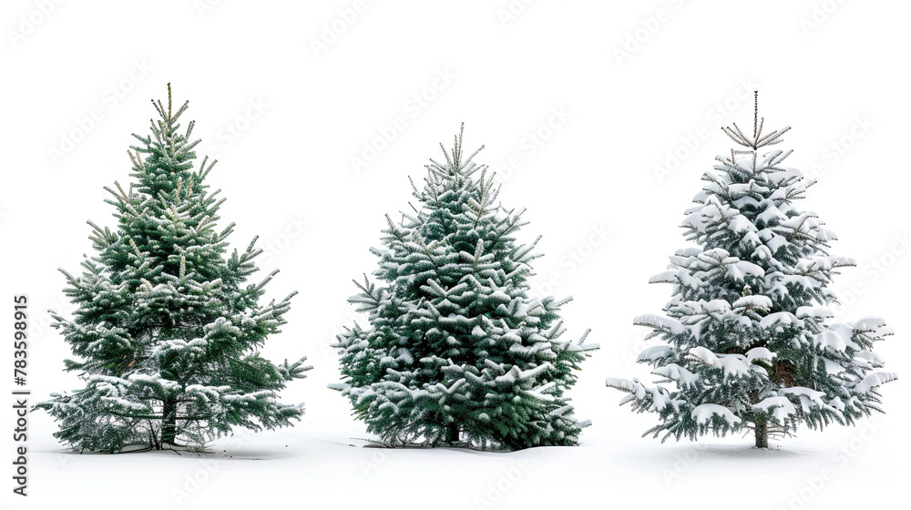 Christmas Tree on white background