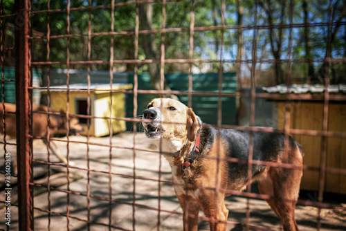 Photo of the rescued dog from dogs shelter. lives in their boxes . They are fed regularly and have constant veterinary care. They also go out for walks and have obedience and socialization trainings