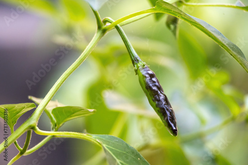 Close-up of chili peppers on the garden tree.
