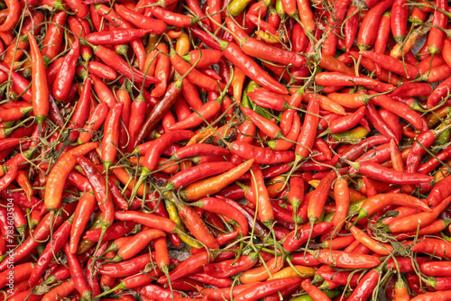 Fresh red hot chili peppers background. Dry red chilies are a condiment that adds color and heat to food. 
