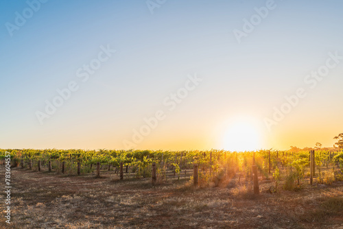 Barossa Valley wine region vineyards at sunset time, Tanunda, South Australia © myphotobank.com.au