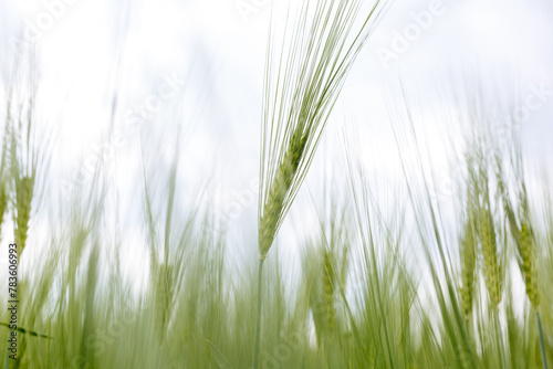 low angle view of ear of wheat in a big field