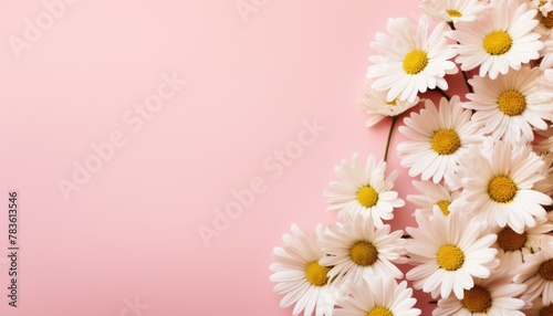 Bunch of daisies on pink background