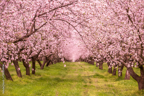 blossoming almond orchard. Beautiful trees with pink flowers blooming in spring in Europe. Almond blossom.