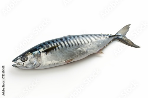 Single mackerel fish isolated on white background, showcasing natural texture and details.
