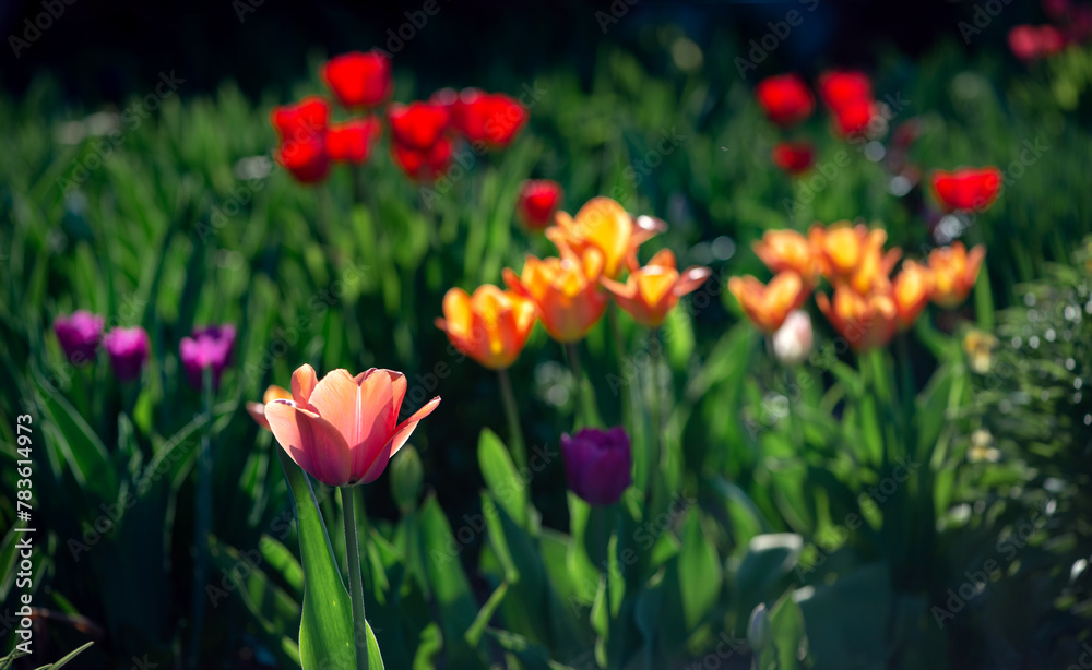 Wide panorama of a flower bed. Spring flowers.Orange, purple, red tulips.Photos of tulips in horizontal format in a flowerbed. Wide panorama of a flower bed. Spring flowers.Orange, purple, red tulips.Photos of tulips in horizontal format in a flowerbed.