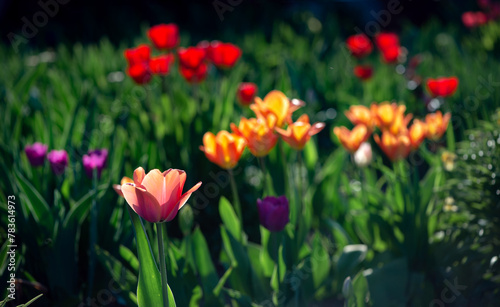 Wide panorama of a flower bed. Spring flowers.Orange, purple, red tulips.Photos of tulips in horizontal format in a flowerbed.