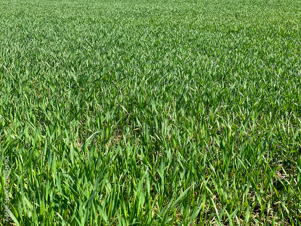 Obraz premium Green Grass Background