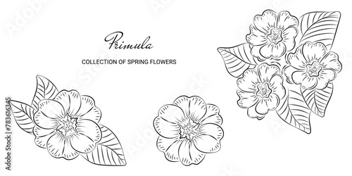 Botanical vector set made in linear style.Sketch template of Primrose spring flower in sketch style.Doodle hand drawn Primula on a white background and without background.