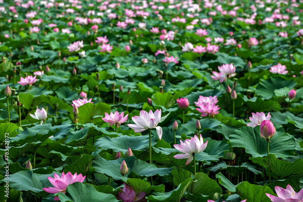 View of the lotus in the park