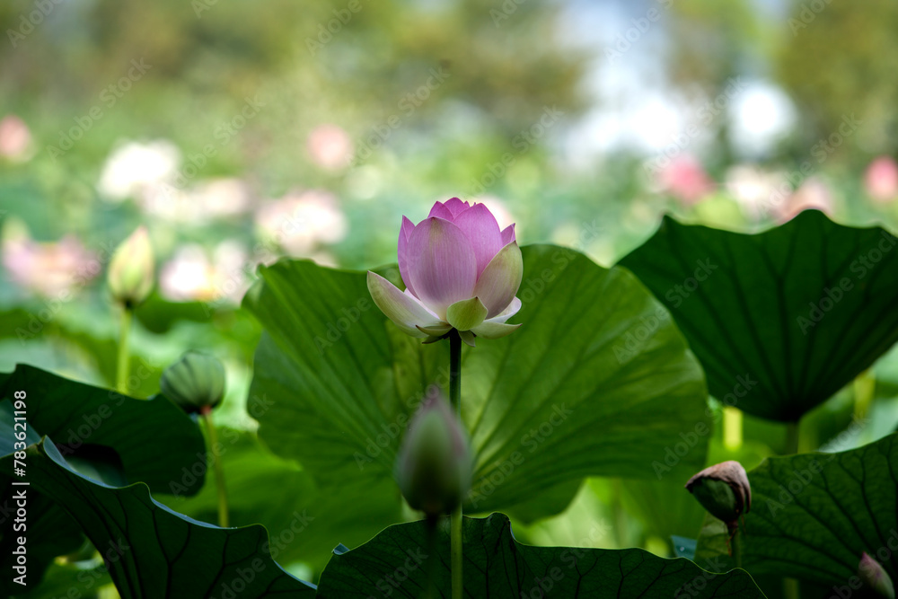 View of the lotus flower in the garden