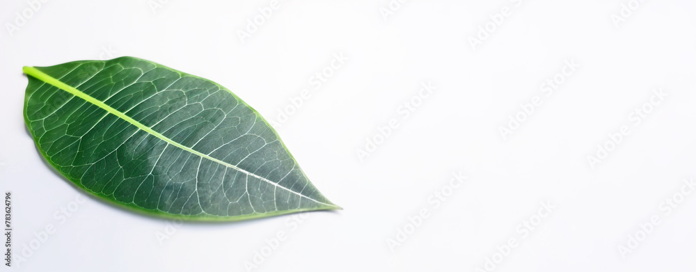 Fototapeta premium Green textural leaf from a tree close-up, isolate. AI generated.