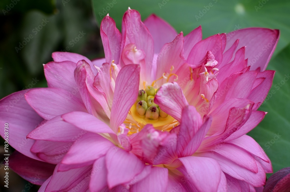 Closeup of a lush and mesmerizing pink lotus flower Closeup of a lush and mesmerizing pink lotus flower