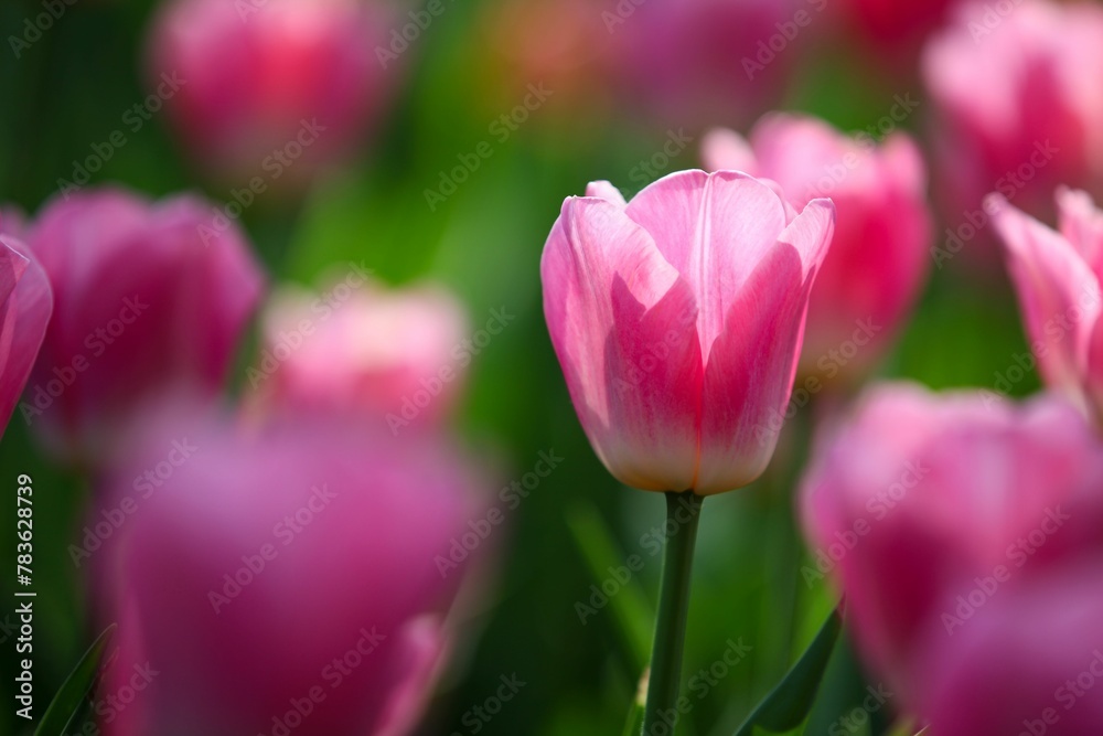 Selective focus of a mesmerizing pink tulip covered with Selective focus of a mesmerizing pink tulip covered with