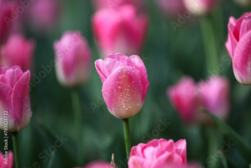 Pink tulips covered with rain droplets in a field