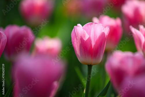 Selective focus of a mesmerizing pink tulip covered with