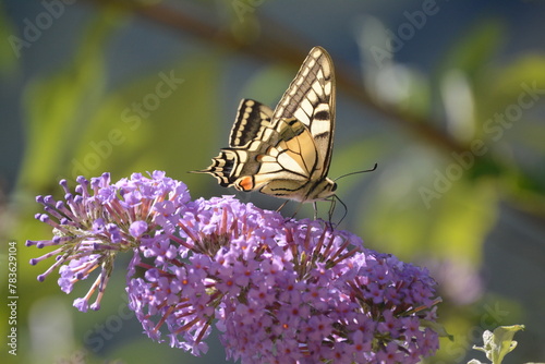 vanessa del cardo su buddleia davidii