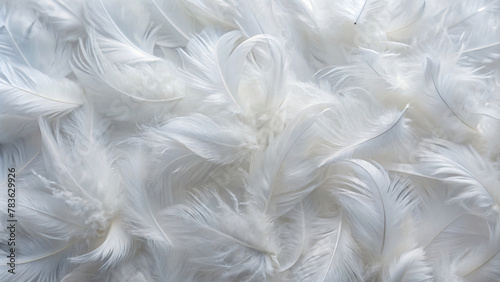 Soft White Feathers Texture with White Background